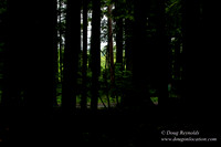 Larch Mt Rd