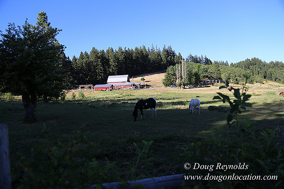 Neil Creek Horses-8538