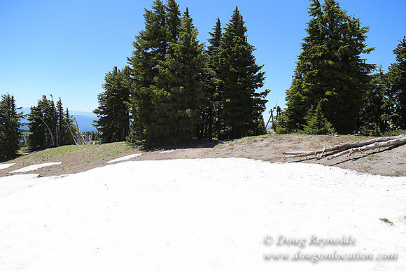 Timber Line-5587