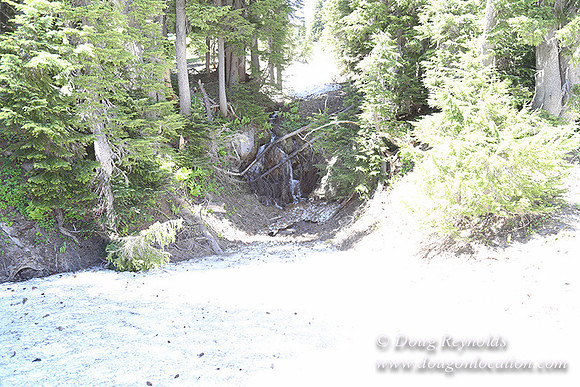 Medow's Snow-5646