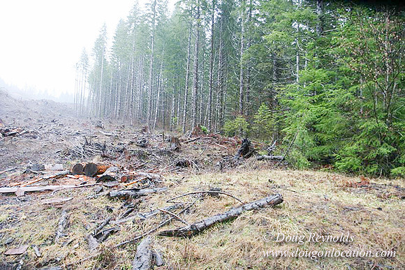 WC Clear Cut 2010-7861