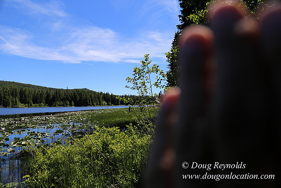 Trillium Lake-32003664