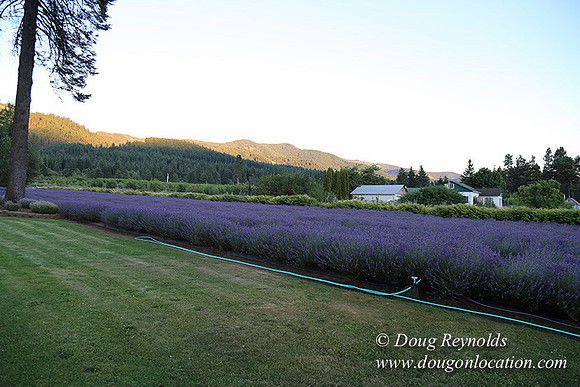 Bob's Lavender-8761