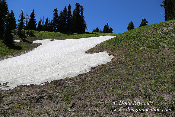 Medow's Snow-5800