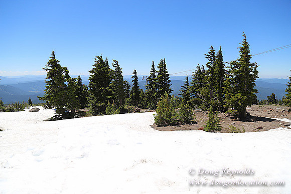 Timber Line-5364