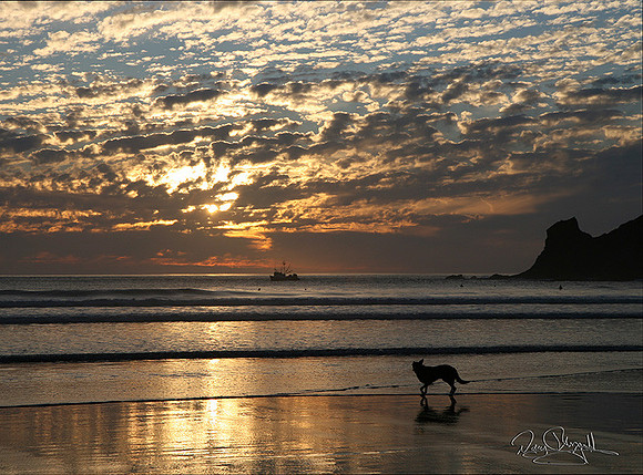 Dog on Beach at Sunset