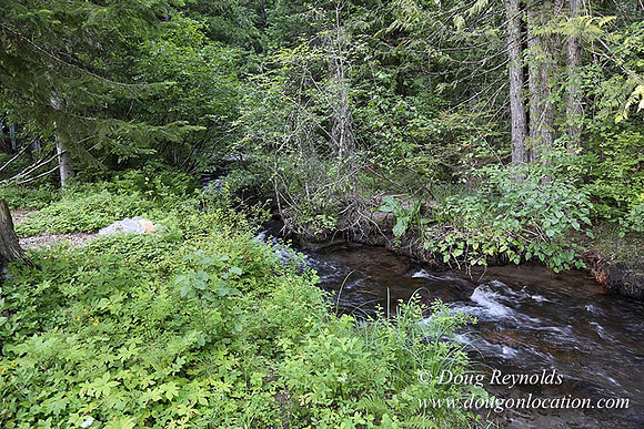 Wayen's Cabin, Home, Creek, Mountain, MT, Oregon, OR, "Fire Pit"