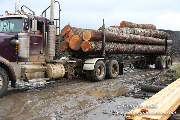 Saw Mill and Lumber Yard