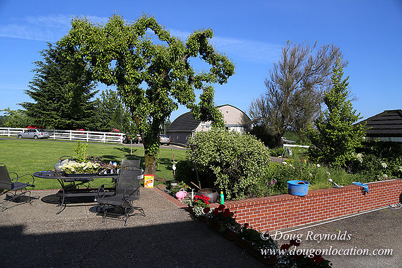 "2 Barns", "2 car garage", "40+ Acres", "PDX Zone", Pool, "White Fence", cows, "farm House", "rap around dive", "well maintained"