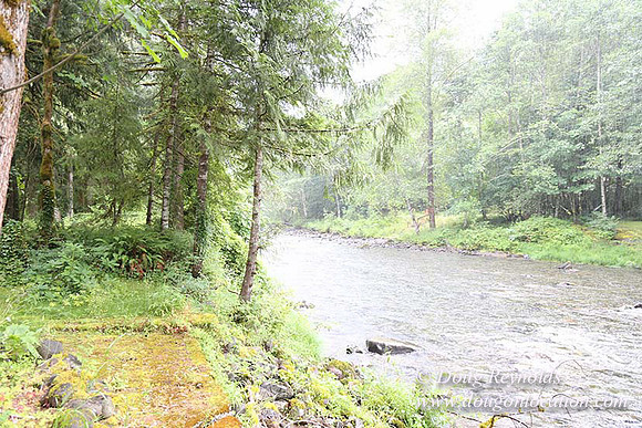 Small, Cabin, Home, River, OR, Oregon, Green, Yard,