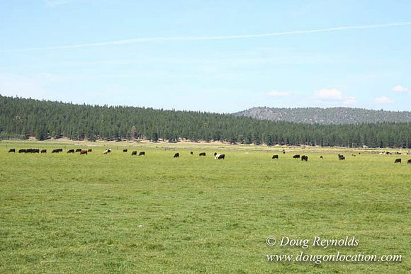 Ranch 18 South side of Hwy  has 2500 Acres of green fields Creeks water crossing Bridges on a Large Lake and miles of Dirt roads Oak trees  Forest land ATV Trails cows