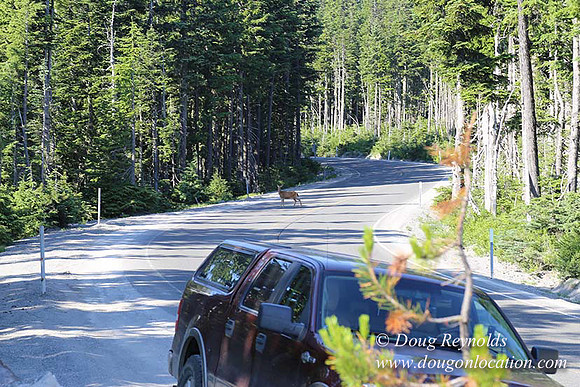 Timberline Rd View South-6971