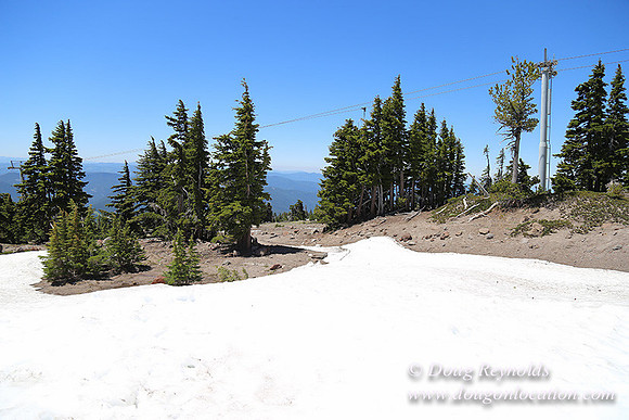 Timber Line-5365
