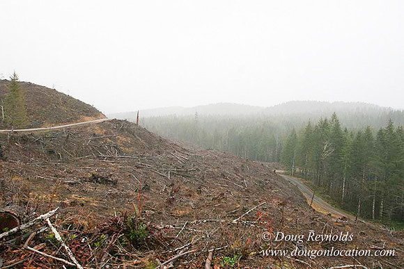 WC Clear Cut 2010-7832