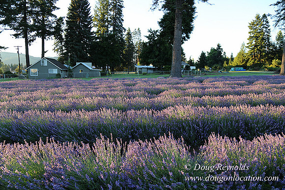 Bob's Lavender-8700