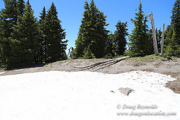 Timber Line-5588