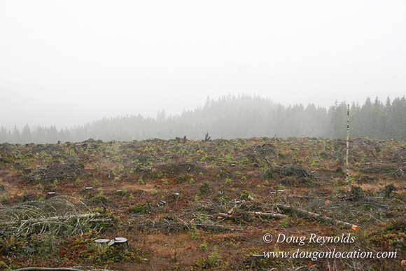 WC Clear Cut 2010-7852