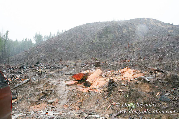 WC Clear Cut 2010-7825