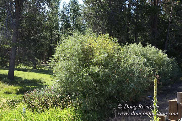 Ranch 18 South side of Hwy  has 2500 Acres of green fields Creeks water crossing Bridges on a Large Lake and miles of Dirt roads Oak trees  Forest land ATV Trails cows