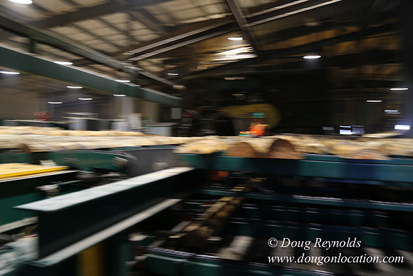 Saw Mill and Lumber Yard