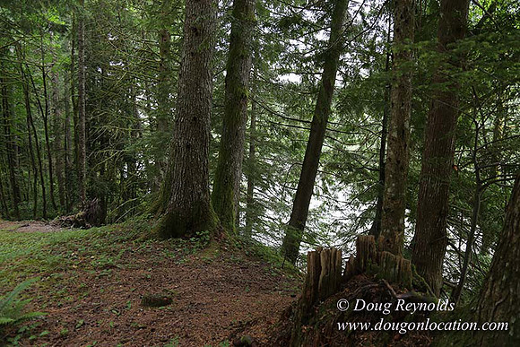 Cabin;  Home;  House; OR, Oregon Yard; deck; green. River,