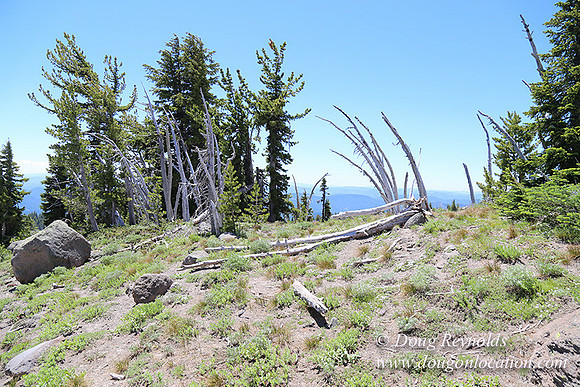 Timber Line-5567