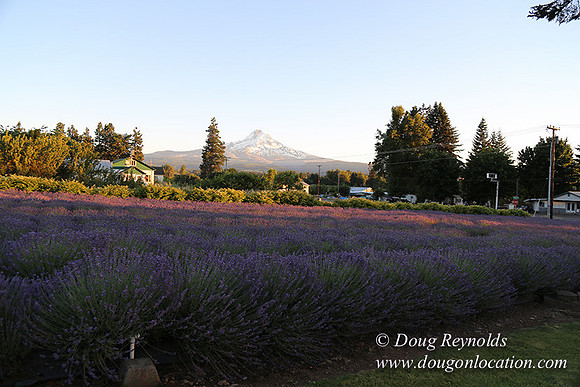Bob's Lavender-8717