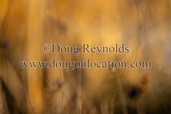 Blured marsh Grass Sunset