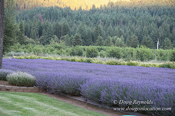 Bob's Lavender-8759
