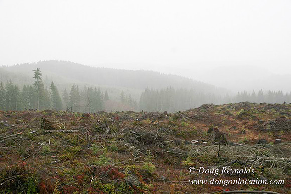 WC Clear Cut 2010-7851