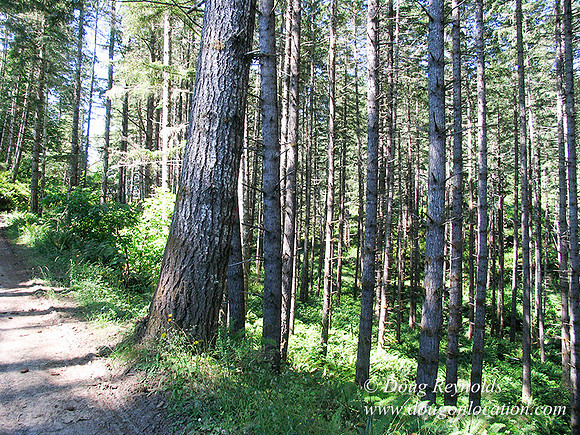 Ranch 6 has 2500 Acres of rolling green hills barns Creeks water crossing Bridges River and miles of Dirt roads Oak trees Cabins Forest land ATV Trails Camping