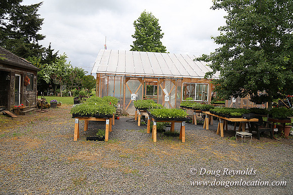 Shere's Garden Flowers & produce