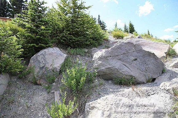Timberline East rock-6782
