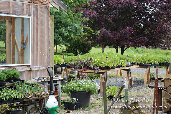 Shere's Garden Flowers & produce