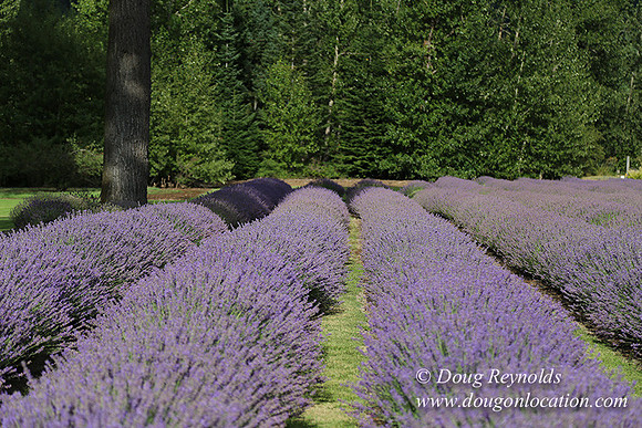 Lavender revisited-9058