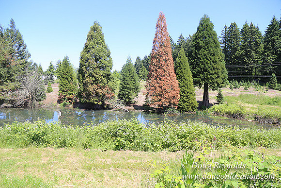 lee Farms-5269