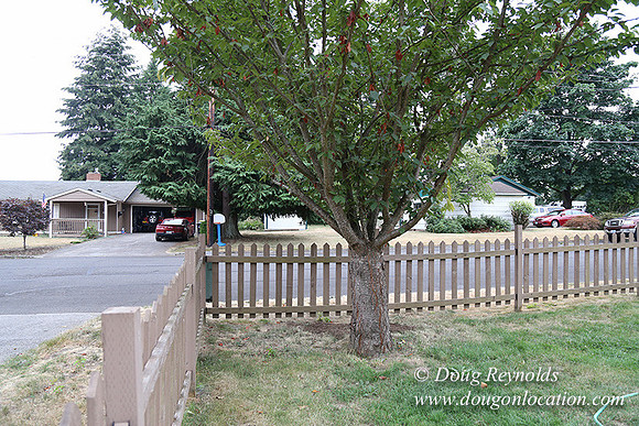 Nathan's Backyard-1746