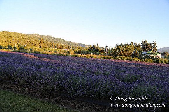 Bob's Lavender-8715