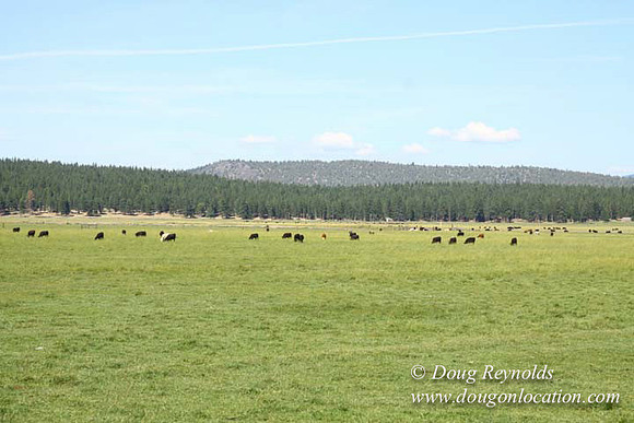 Ranch 18 South side of Hwy  has 2500 Acres of green fields Creeks water crossing Bridges on a Large Lake and miles of Dirt roads Oak trees  Forest land ATV Trails cows