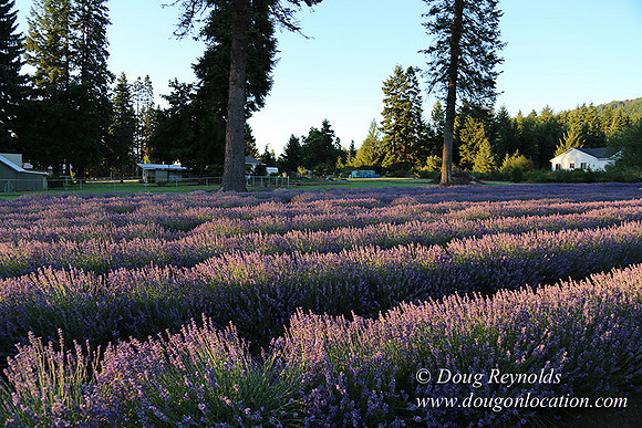 Bob's Lavender-8705