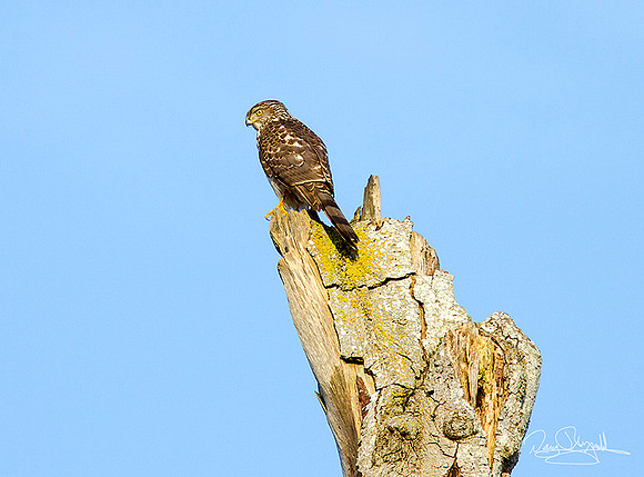Cooper's Hawk
