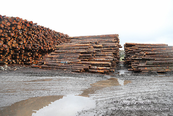 Saw Mill and Lumber Yard