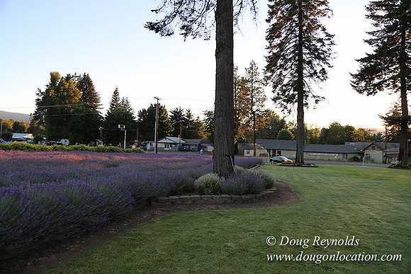 Bob's Lavender-8719
