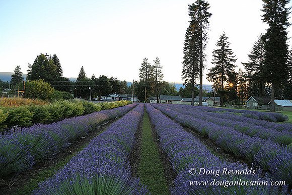 Bob's Lavender-8731