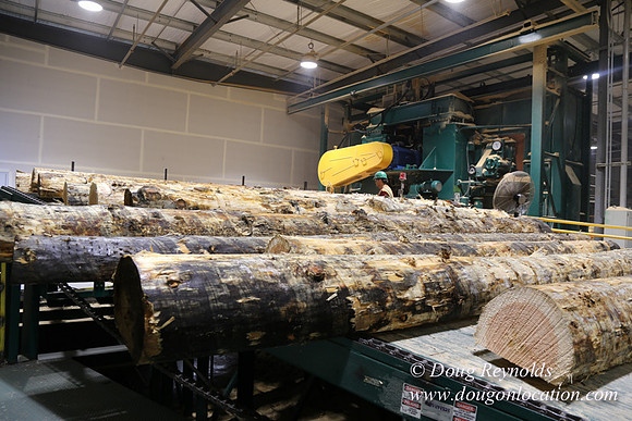 Saw Mill and Lumber Yard