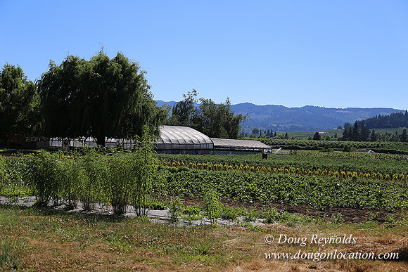 Thompson Rd Farm-8264