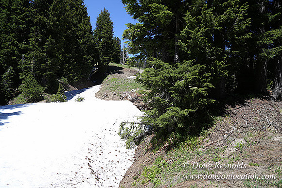 Medow's Snow-5642