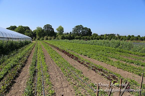 Vahan's Farm & Market-5206