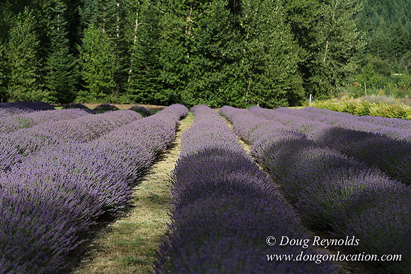 Lavender revisited-9073