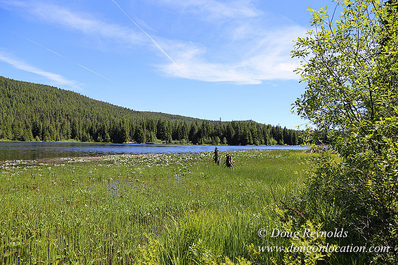 Trillium Lake-32003640